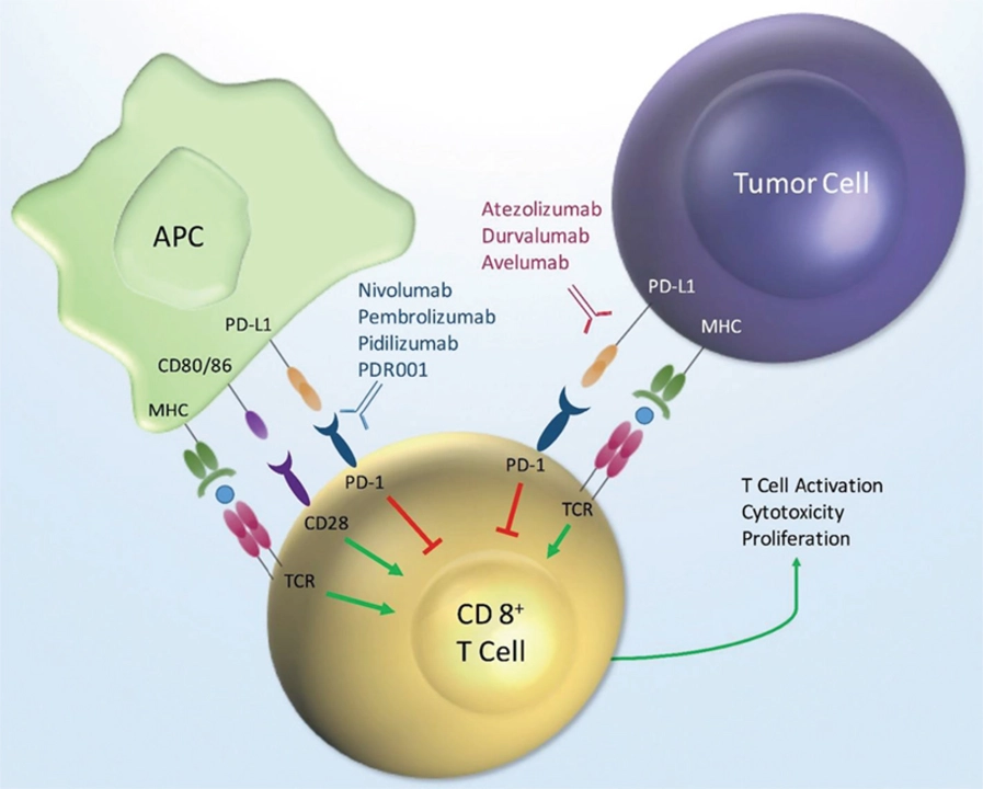 The Science Behind Trimetazidine's Cytoprotective Effects